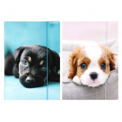 Teczka z gumką A4 Pieski mix - STARPAK