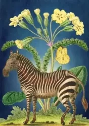 Karnet B6 z kopertą Zebra - Madame Treacle