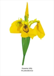 Obraz A4 Kosaciec żółty - Koliber