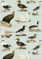 Karnet ST408 B6 + koperta Ptaki - Skona Ting