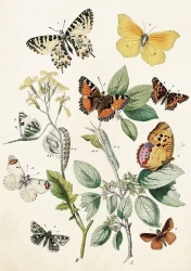 Karnet ST368 B6 + koperta Motyle - Skona Ting