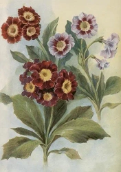 Karnet ST515 B6 + koperta Pierwiosnek bezłodygowy - Skona Ting