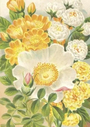 Karnet ST473 B6 + koperta Żółte róże - Skona Ting