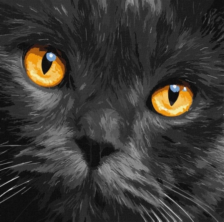 Malowanie po numerach - Bursztynowe oczy 40x40cm - Ideyka