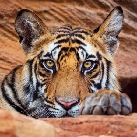 Karnet kwadrat z kopertą Tiger cub - Museums & Galleries