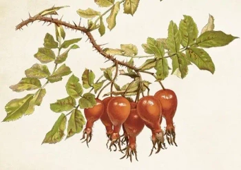 Karnet ST430 B6 + koperta Dzika róża - Skona Ting