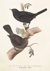 Karnet ST385 B6 + koperta Kos i drozd - Skona Ting