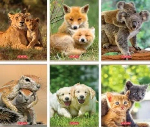 Zeszyt A5/32K kratka Animals (10szt) - HERLITZ