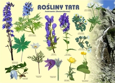 Tablica 100x72cm Rośliny Tatr. Jaskrowate - Koliber