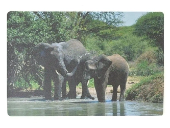 Podkładka na biurko piankowa słonie 60x40cm - ADAR