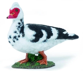 Kaczka Piżmówka - PAPO