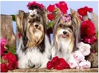 Malowanie po numerach Pieski z kokardami - Norimpex malowanie