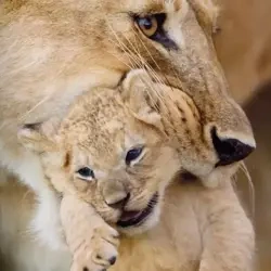 Karnet kwadrat z kopertą Lioness and cub - Museums & Galleries