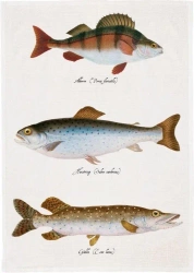 Ręcznik kuchenny - Ryby - Skona Ting