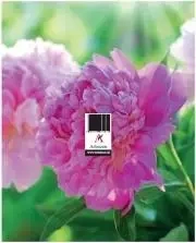 Postawka pod zdzierak uniwersalna 15x20cm MIX - Artsezon