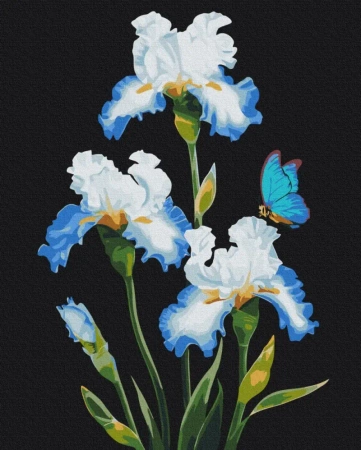 Malowanie po numerach BRUSHME 40x50 cm Irysy