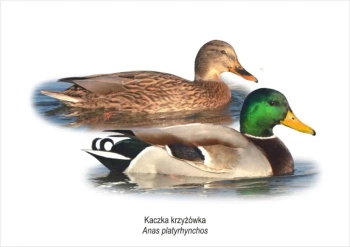 Obraz A4 Kaczka krzyżówka - Koliber