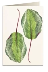 Karnet B6 + koperta 6016 Kalatea - Tassotti