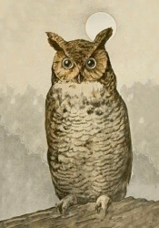 Karnet ST488 B6 + koperta Sowa - Skona Ting