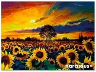 Teczka kopertowa PP A7 Słoneczniki - Narcissus