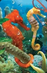 Mini kartka 3D Konik Morski - Worth Keeping