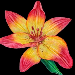 Karnet z kopertą SB12 Lilia - Susan Entwistle