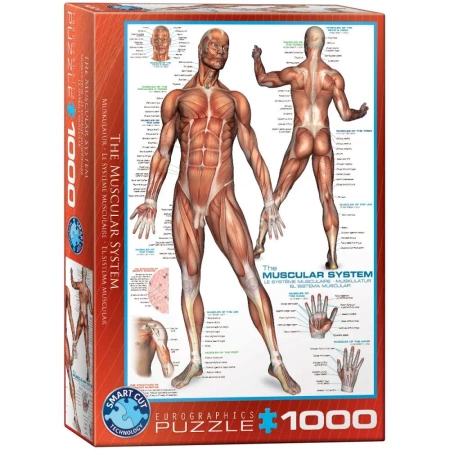 Puzzle 1000 The Muscular System 6000-2015 - Eurographics