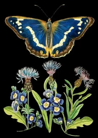 Karnet B6 z kopertą Niebieski motyl - Madame Treacle