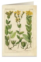 Karnet B6 + koperta 6055 Dziurawiec - Tassotti