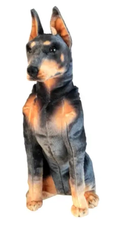 Doberman 65cm - Dubi