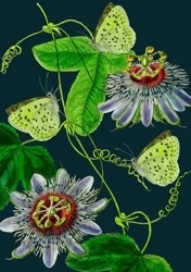 Karnet B6 z kopertą Passiflora nocą - Madame Treacle
