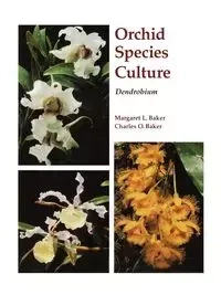 Dendrobium - Margaret Baker