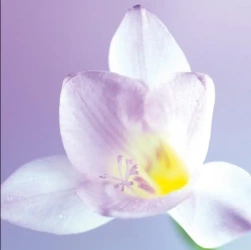 Karnet 16x16cm + koperta Kwiat biały - DaVinci