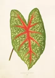 Karnet ST281 B6 + koperta Liść kaladium - Skona Ting