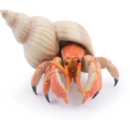 Krab pustelnik - PAPO