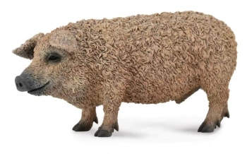 Świnia węgierska Mangalica - Collecta