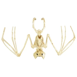 Szkielet nietoperza - Arpex