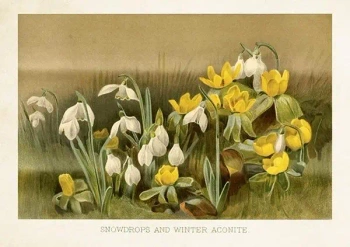 Karnet ST504 B6 + koperta Przebiśniegi - Skona Ting