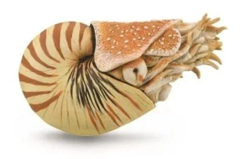 Nautilus Pompilius - Collecta
