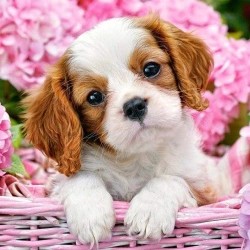 Diamentowa mozaika - Piesek w koszu - Norimpex