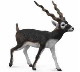 Antylopa Blackbuck - Collecta
