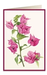 Karnet B6 + koperta 5934 Bugenwilla 2 - Tassotti