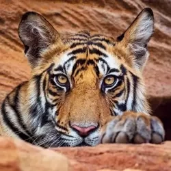 Karnet kwadrat z kopertą Tiger cub - Museums & Galleries