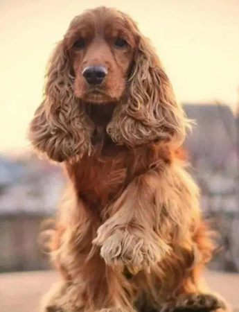 Diamentowa Mozaika Pies Cocker Spaniel na tle zachodu słońca NO-2003117 - Norimpex