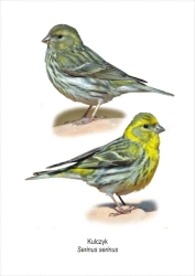 Obraz A4 Kulczyk - Koliber