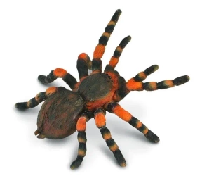 Ptasznik czerwonokolanowy - Collecta