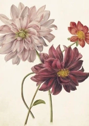 Karnet ST386 B6 + koperta Dalia - Skona Ting