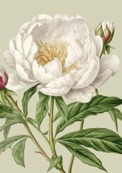 Karnet ST514 B6 + koperta Biała piwonia - Skona Ting