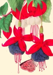 Karnet B6 z kopertą Fuksja - Madame Treacle