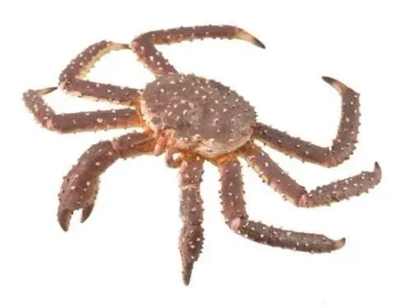 Krab królewski - Collecta